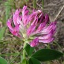 Trifolium medium - koniczyna pogięta