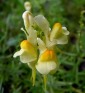 lnica pospolita - Linaria vulgaris