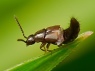 Staphylinidae
